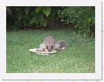 Egels in de tuin 016 * 3648 x 2736 * (5.57MB)